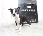 Small Photo #4 Boston Terrier Puppy For Sale in MARIETTA, GA, USA