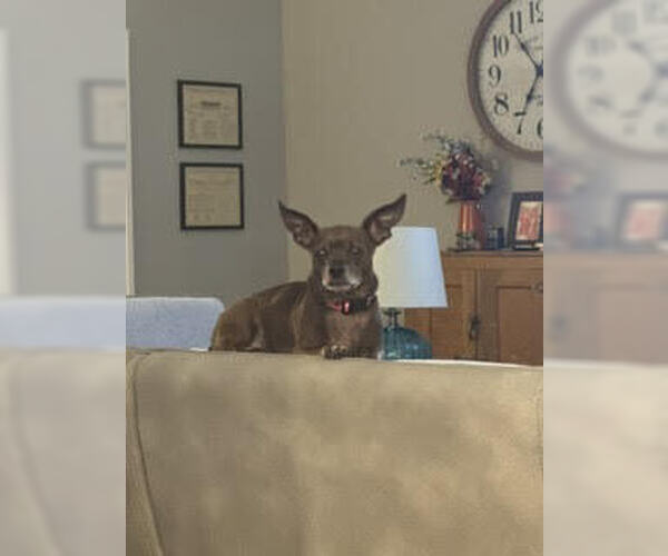 Medium Photo #4 Chihuahua Puppy For Sale in Evansville, IN, USA