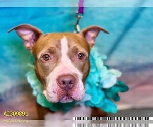 American Pit Bull Terrier Dogs for adoption in West Palm Beach, FL, USA