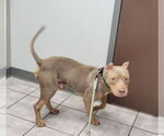 Small #3 American Pit Bull Terrier