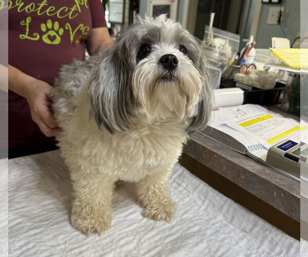 Medium Photo #1 Maltipoo Puppy For Sale in Benton, LA, USA