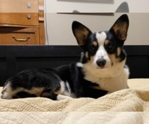 Father of the Pembroke Welsh Corgi puppies born on 10/17/2021