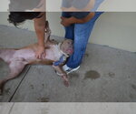 Small Photo #3 American Pit Bull Terrier-Unknown Mix Puppy For Sale in McKinney, TX, USA