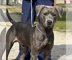 Small Photo #1 Blue Lacy-Unknown Mix Puppy For Sale in Washington, DC, USA