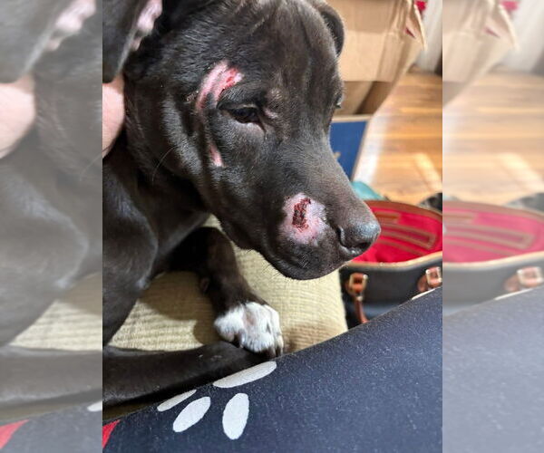 Medium Photo #6 Mutt Puppy For Sale in Mooresville, NC, USA