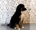 Small Photo #3 Miniature Australian Shepherd Puppy For Sale in FRANKLIN, IN, USA