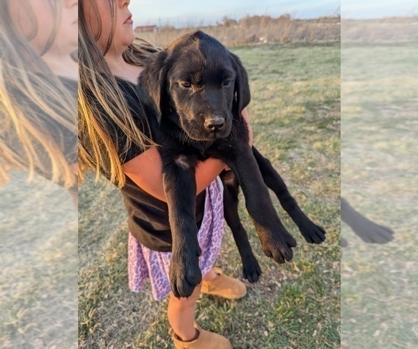 Medium Photo #5 Golden Labrador Puppy For Sale in CAMERON, MO, USA