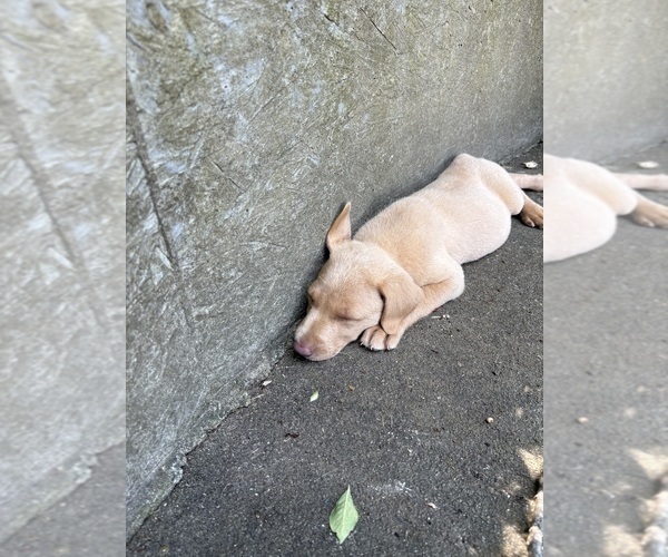 Medium Photo #2 Labrador Retriever Puppy For Sale in LEASBURG, MO, USA