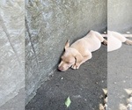 Small #1 Labrador Retriever