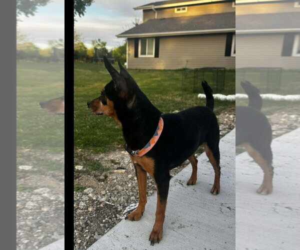 Medium Photo #2 Chihuahua-Unknown Mix Puppy For Sale in Dallas, TX, USA