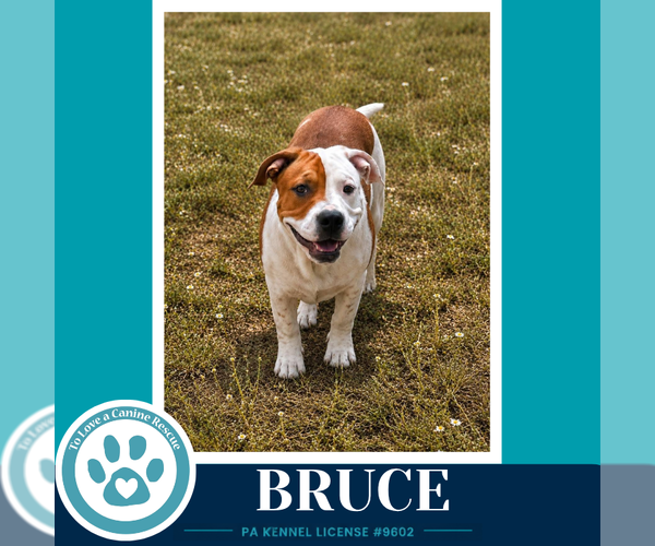 Medium Photo #3 American Bulldog-Unknown Mix Puppy For Sale in Kimberton, PA, USA