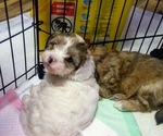 Small Photo #9 Shih-Poo Puppy For Sale in SAN ANTONIO, TX, USA