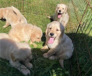 Golden Retriever Puppy for Sale in PAVILION, New York USA