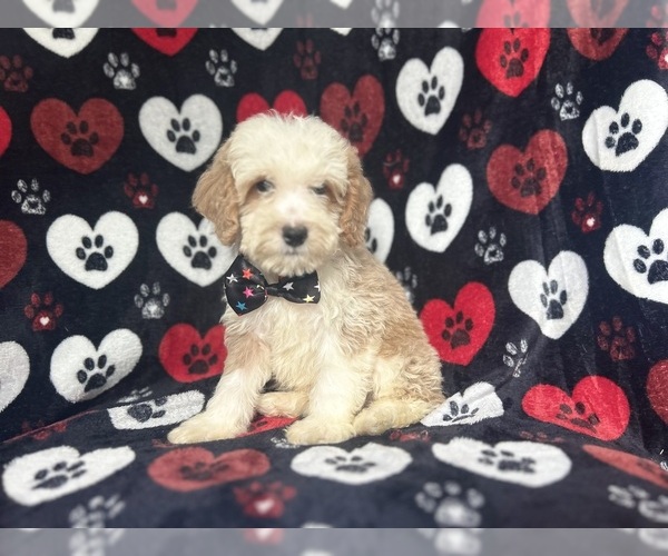 Medium Photo #4 Cockapoo Puppy For Sale in LAKELAND, FL, USA