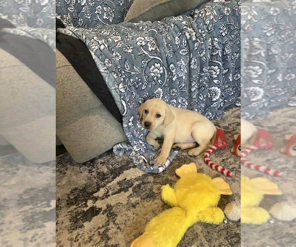 Medium Photo #2 Labrador Retriever Puppy For Sale in OCALA, FL, USA