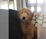 Small Photo #1 Goldendoodle (Miniature) Puppy For Sale in FARMERSVILLE, TX, USA