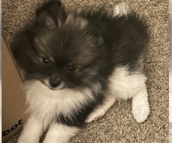 Medium Photo #19 Pomeranian Puppy For Sale in HARRISVILLE, MI, USA