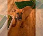 Small #8 American Pit Bull Terrier Mix