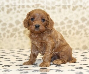 Cavapoo Puppy for sale in DENVER, PA, USA