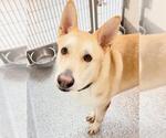 Small #2 Siberian Husky Mix