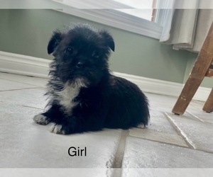 Schnoodle (Miniature) Puppy for sale in ARMADA, MI, USA