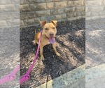 Small #17 American Staffordshire Terrier Mix