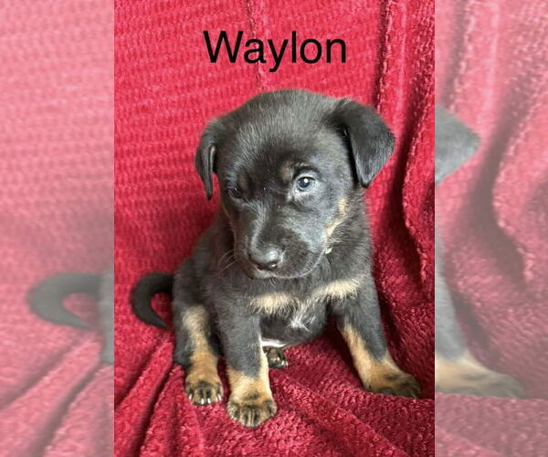 Medium Photo #1 Labrador Retriever-Unknown Mix Puppy For Sale in Aurora, IN, USA