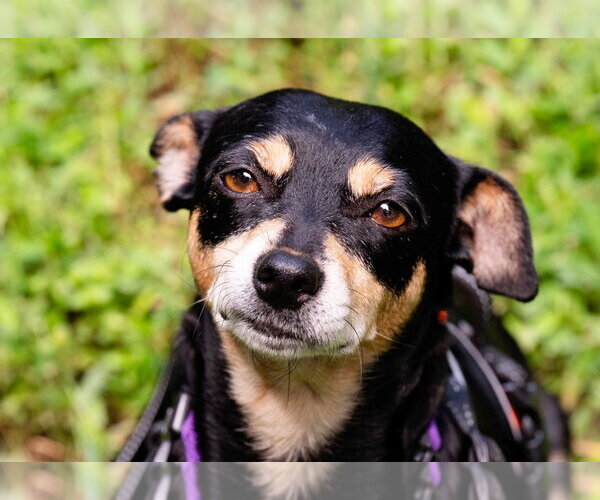 Medium Photo #2 Chihuahua-Unknown Mix Puppy For Sale in Ellijay, GA, USA