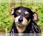 Small #1 Chihuahua Mix