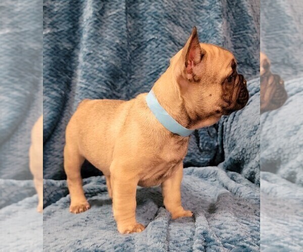 Medium Photo #1 French Bulldog Puppy For Sale in WINDYVILLE, MO, USA