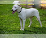 Small #2 American Bulldog-Whippet Mix