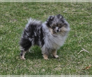 Pomeranian Puppy for sale in ISANTI, MN, USA