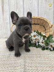 French Bulldog Puppy for sale in SOMERVILLE, NJ, USA