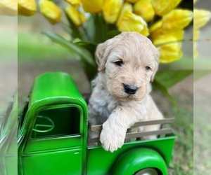 Goldendoodle Puppy for sale in ROBBINS, TN, USA
