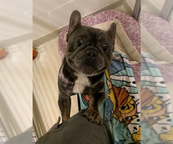 Medium Photo #2 French Bulldog Puppy For Sale in Fremont, CA, USA