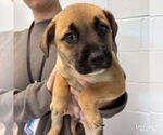 Small #1 Retriever  Mix
