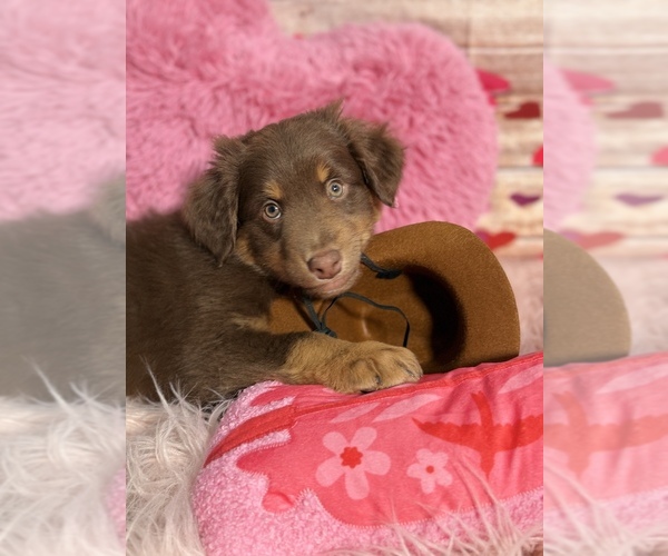 Medium Photo #1 Australian Shepherd Puppy For Sale in NEW BRAUNFELS, TX, USA