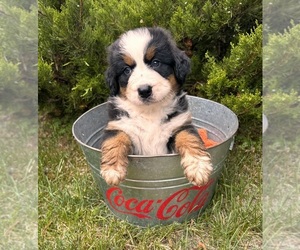Bernese Mountain Dog Puppy for sale in MIDDLEBURY, IN, USA