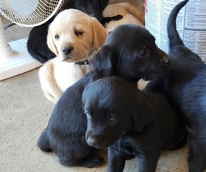 Golden Labrador Puppy for sale in BLACKVILLE, SC, USA