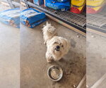 Small #2 Shih Tzu Mix