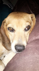 Beagle Puppy for sale in ROCHESTER, MA, USA