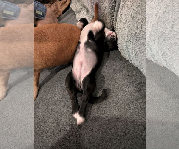 Medium Photo #4 Chihuahua-Unknown Mix Puppy For Sale in Aurora, CO, USA