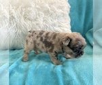 Small #9 English Bulldog