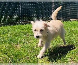 Mutt Dogs for adoption in Springfield, MA, USA