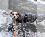 Small #10 Beagle Mix