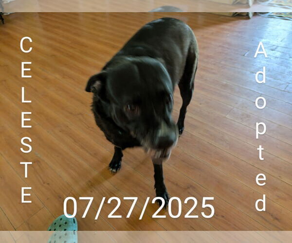 Medium Photo #20 Mutt Puppy For Sale in Orange Grove, TX, USA