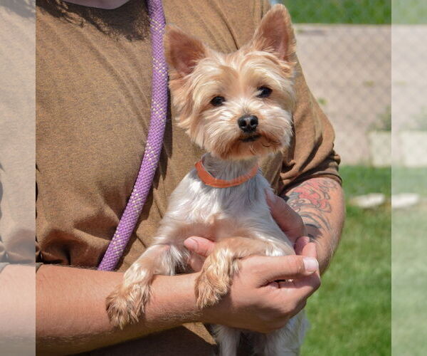 Medium Photo #3 Mutt Puppy For Sale in Huntley, IL, USA