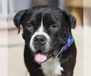 American Staffordshire Terrier-Unknown Mix Dogs for adoption in San Antonio, TX, USA