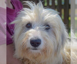 Australian Shepherd-Unknown Mix Dogs for adoption in Huntley, IL, USA