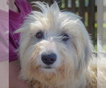Small Australian Shepherd Mix